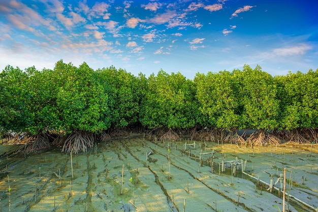 Nature Mangrove Sunrise Sunset Landscape Wallpaper Background Stock Photo -  Image of sunrise, sunset: 161000940