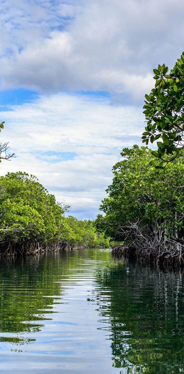 Download Free Mangrove Wallpapers