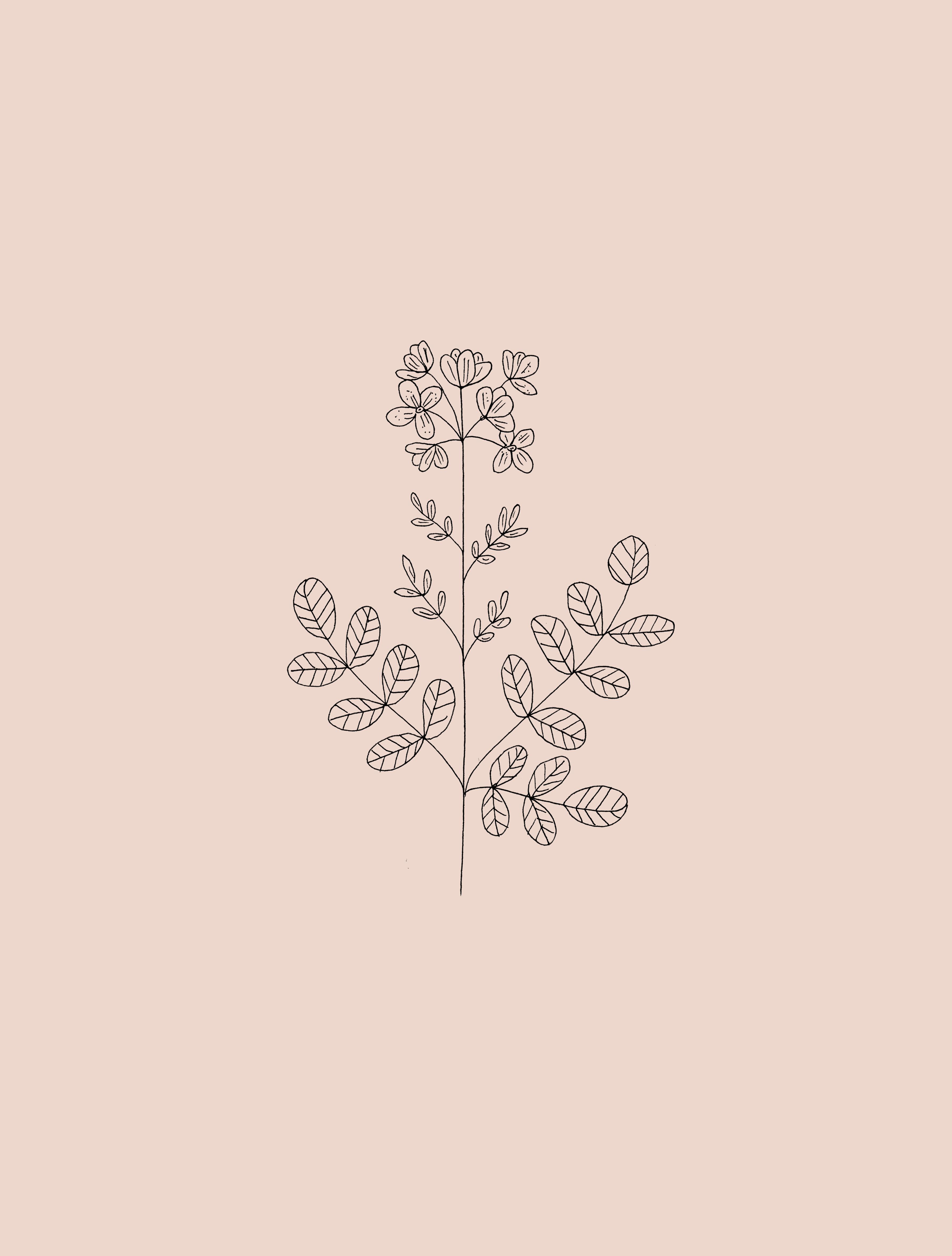 Download Free 100 + minimalist flowers drawing Wallpapers