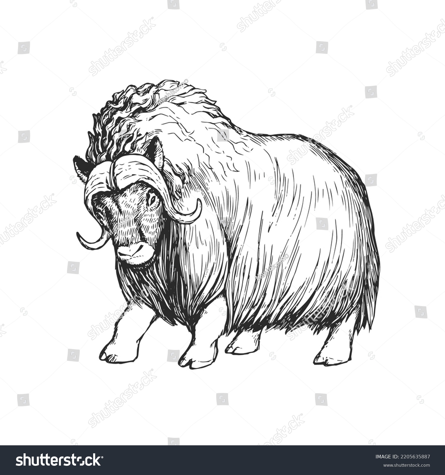 Vector handdrawn illustration musk ox isolated stock vector royalty free