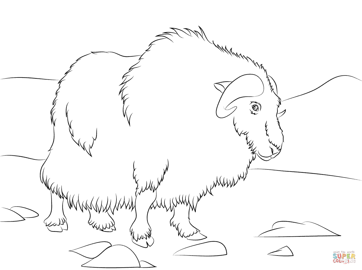 Musk ox coloring page free printable coloring pages