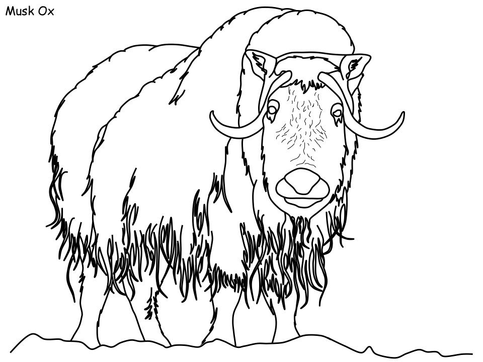 Dltks crafts for kids on x did you know that musk oxen are more closely related to sheep and goats than cows if you want to find out more cool facts about