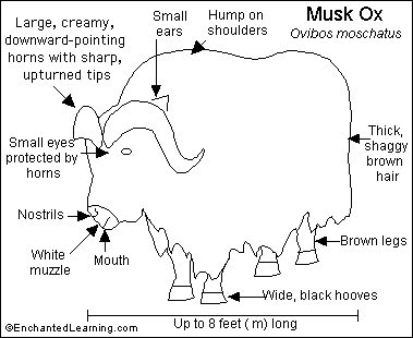 Musk ox printout