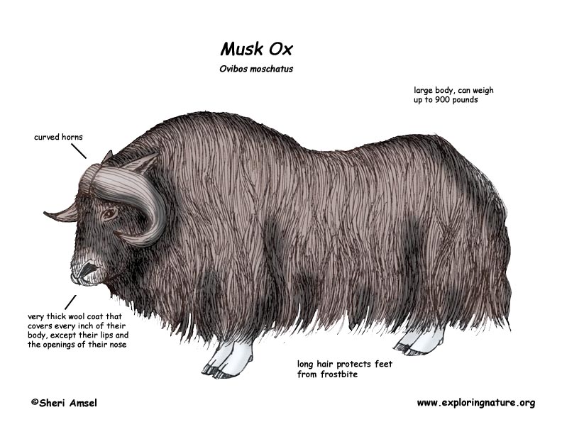 Musk ox