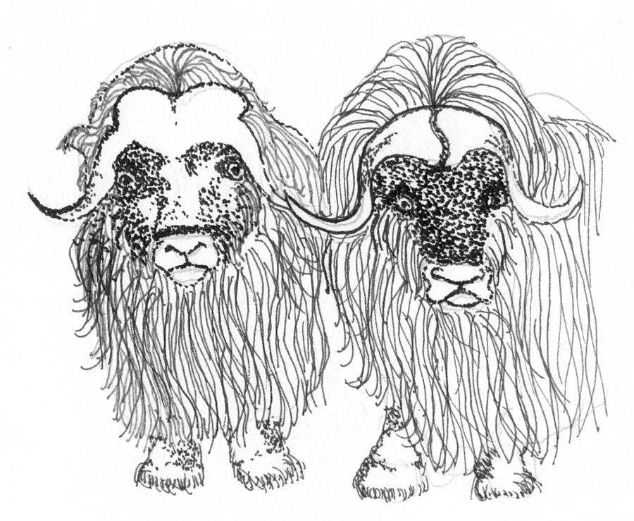 Alaskan muskox drawing by sarah hamilton