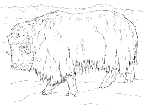 Realistic musk ox coloring page free printable coloring pages