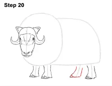 How to draw a musk ox