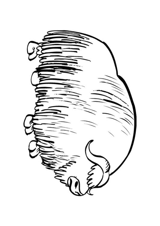 Coloring page musk ox