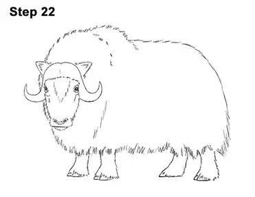 How to draw a musk ox