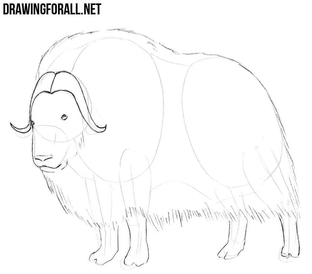 How to draw a muskox