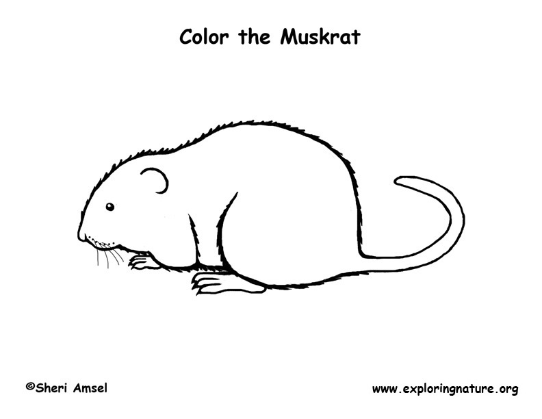 Muskrat coloring page