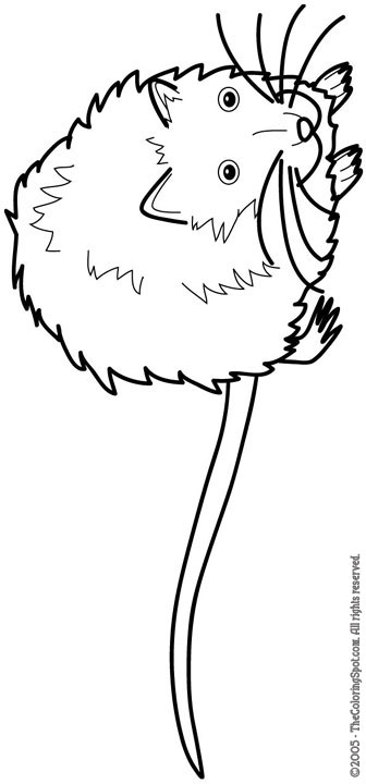 Muskrat coloring page audio stories for kids free coloring pages colouring printables