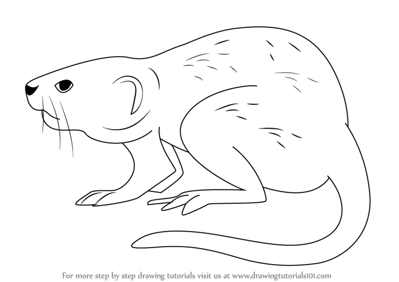 How to draw a muskrat rodents step by step