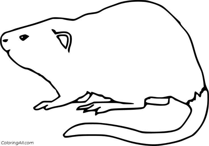 Free printable muskrat coloring pages easy to print from any device and automatically fit any paper size coloring pages color print