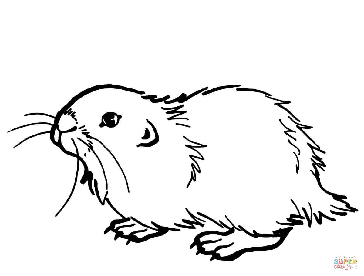 Muskrat ondatra coloring page free printable coloring pages