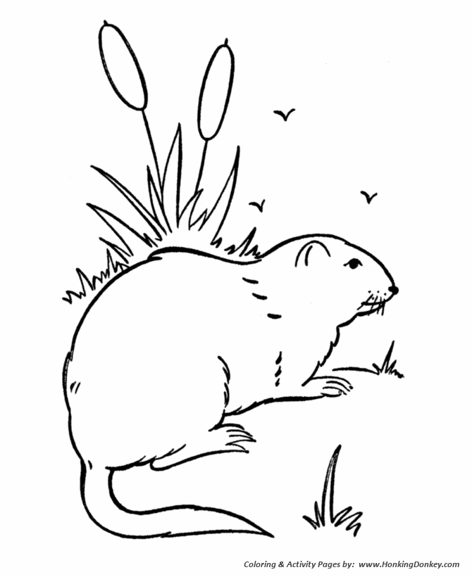 Wild animal coloring pages wild groundhog coloring page and kids activity sheet