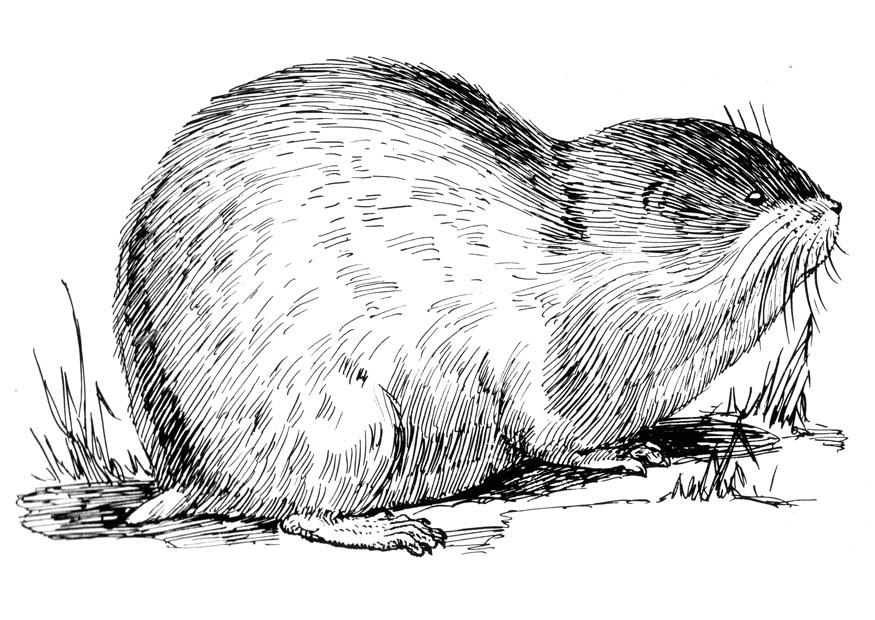 Coloring page lemming