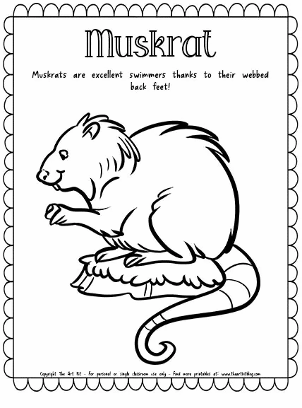 Muskrat coloring page free homeschool deals