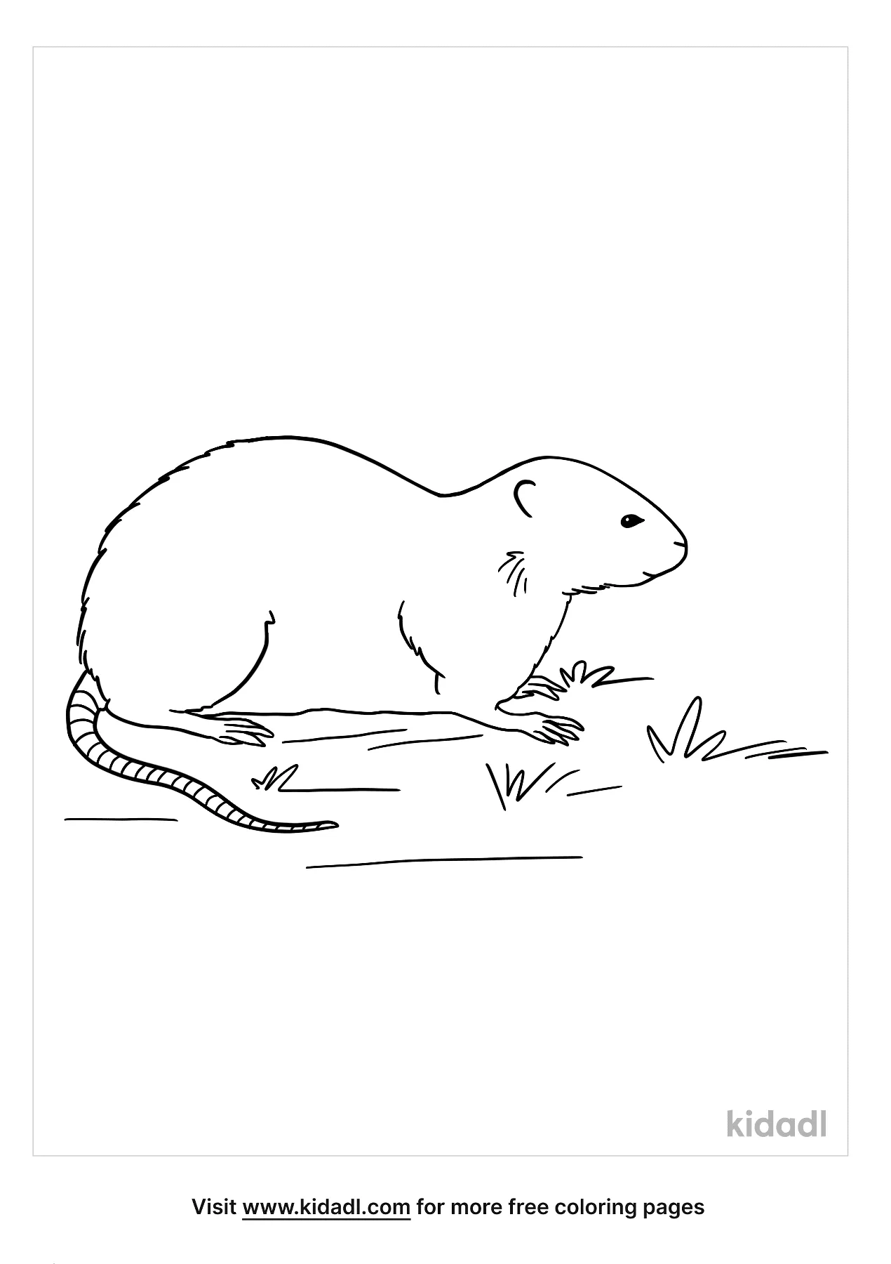 Free muskrat coloring page coloring page printables