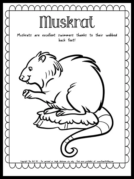 Muskrat coloring page with fun fact free printable download â the art kit