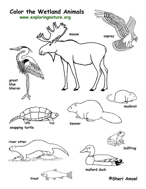 Wildlife coloring pages printable for free download