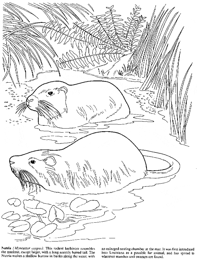 Nutria coloring page