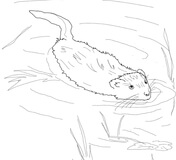 Muskrat coloring pages free coloring pages