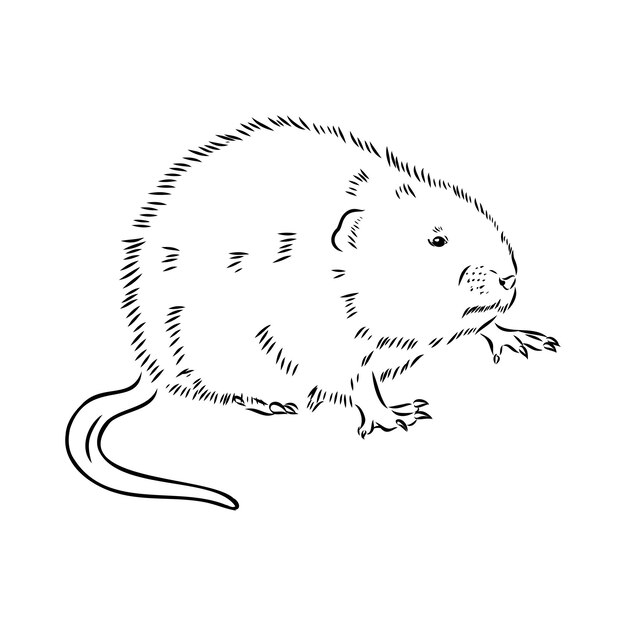 Premium vector vector image of silhouette of muskrat on a white background muskrat vector sketch