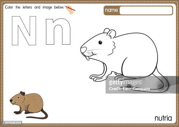 Muskrat stock photos high