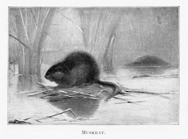 Muskrat drawing stock photos pictures royalty