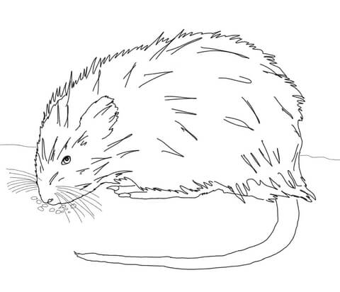 Muskrat coloring pages free coloring pages