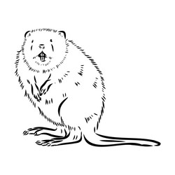 Muskrat vector images over