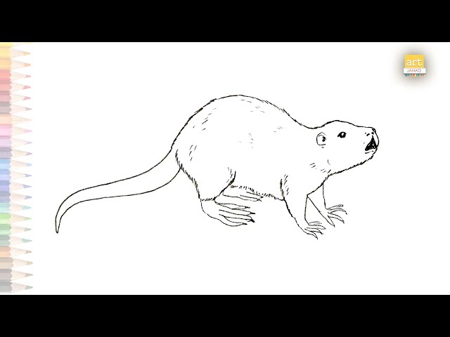 Uskrat rodents drawing ðððñðñððº ððððñññ how to draw uskrat step by step easy drawing video