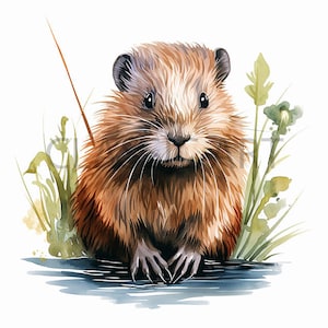 Muskrat drawing