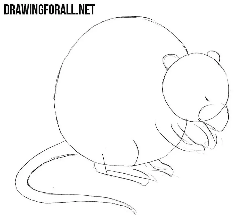 How to draw a muskrat