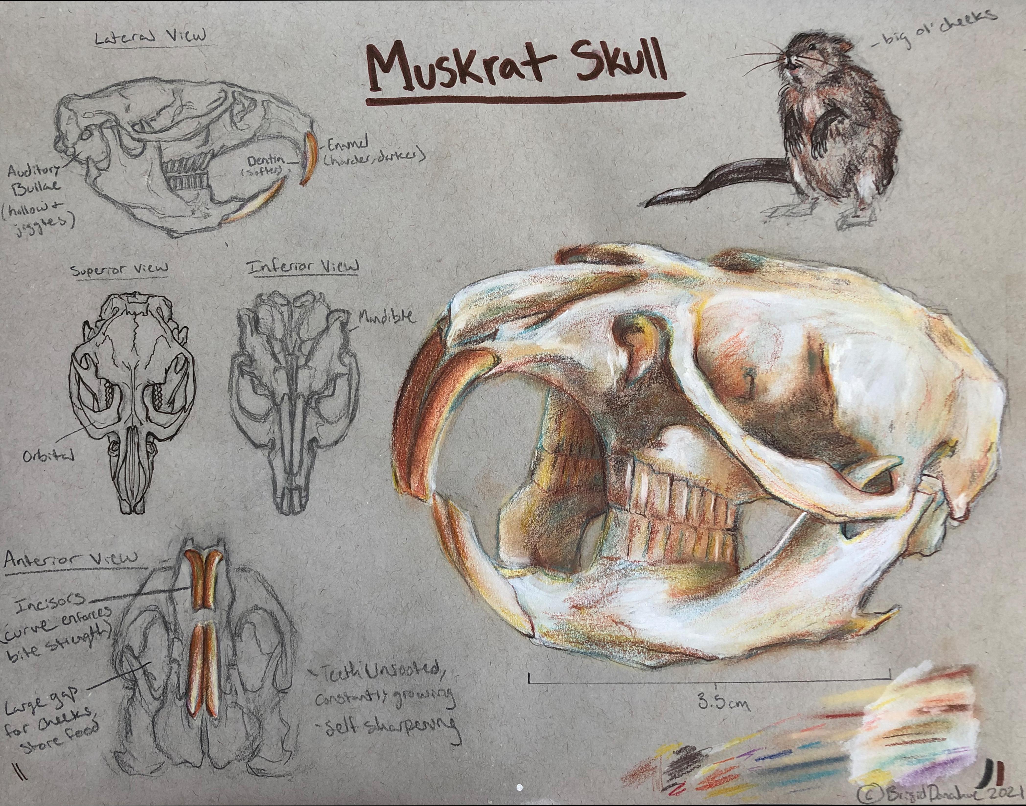 Drawing study of a muskrat skull ðð graphite pen color pencil and pastels on toned paper rscientificart