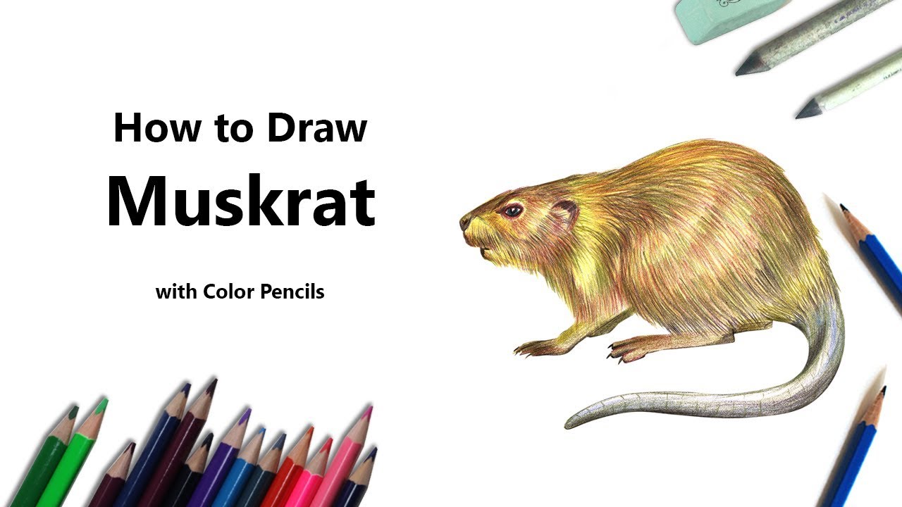 How to draw a muskrat rodents step by step