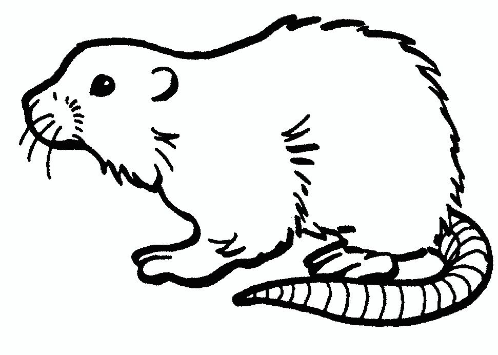 Muskrat coloring pages fancy rat pet rats