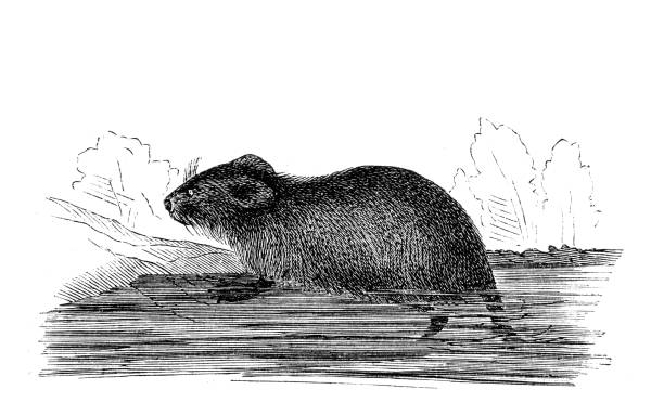 Drawing of muskrats stock illustrations royalty