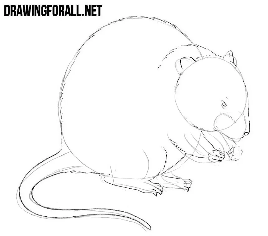 How to draw a muskrat