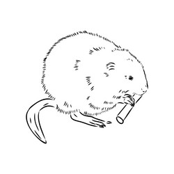 Muskrat vector images over