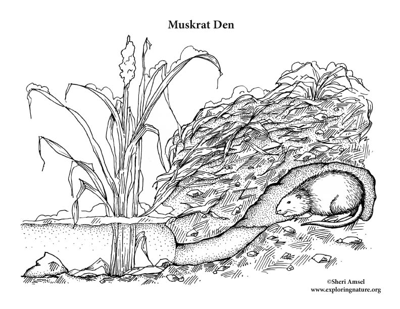 Muskrat den coloring page