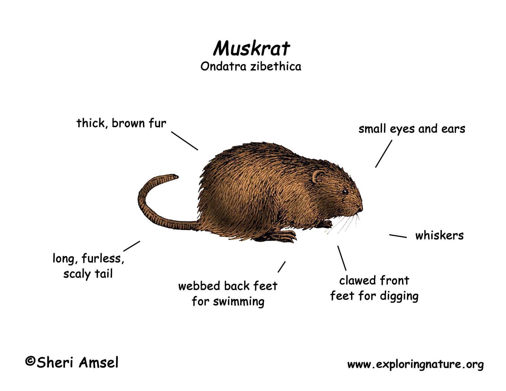 Muskrat