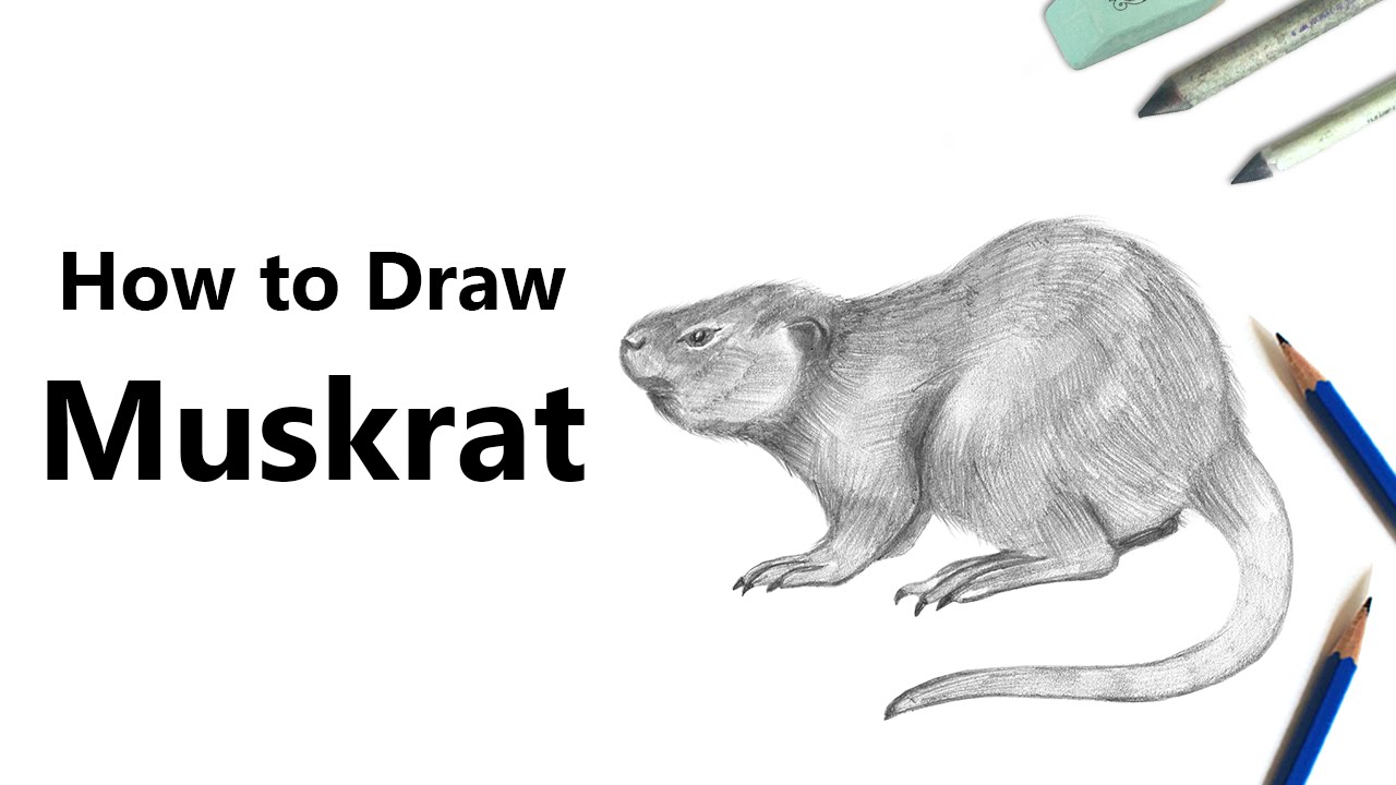 How to draw a muskrat rodents step by step