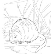 Muskrat coloring pages free coloring pages