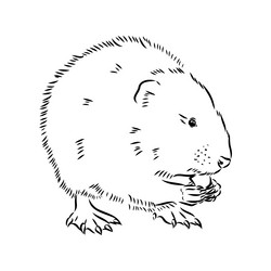 Muskrat vector images over