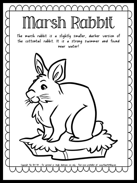 Marsh rabbit coloring page with fun fact free printable download â the art kit