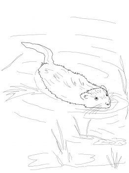 Muskrat swimming in pool coloring page super coloring animal coloring pages coloring pages free printable coloring pages