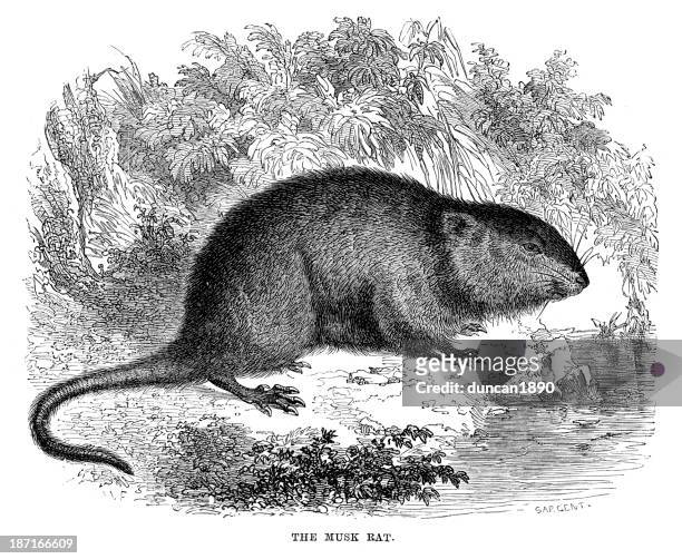 Muskrat stock photos high