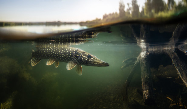 How To Catch Muskies in the Fall